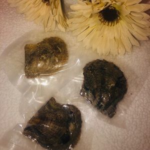 Saltwater oysters